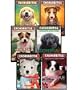 Colecci�n Cachorritos, Libros 1-6: Canela, Copito, Sombra, Golfo, Chispas, y Chico (The Puppy Place Set: Goldie, Snowball, Shadow, Rascal, Buddy, and Flash) (6-Book Set in Spanish)