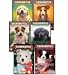 Colecci&oacute;n Cachorritos, Libros 1-6: Canela, Copito, Sombra, Golfo, Chispas, y Chico (The Puppy Place Set: Goldie, Snowball, Shadow, Rascal, Buddy, and Flash) (6-Book Set in Spanish)