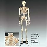 Budget Bucky Skeleton With Stand (5 1/2 Feet Tall !)