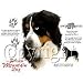Bernese Mountain Dog Adult T-Shirt