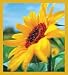 Sunflowers - field Bookmark Image