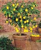 Dwarf Meyer Lemon Trees