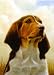 beagle7 - Beagle Garden Flag 12\x18\