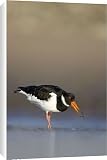 Canvas Prints of (Eurasian) Oystercatcher - Groundlevel view of bird on tidal mudflats feeding from Ardea Wildlife Pets