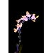 Fortune Products ProductsFFL-91-B Fantasia Fairy 91 LED Light, 190" Length, Blue