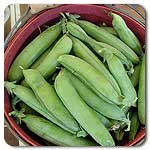100% Certified Organic: Laxton &acute; s Progress #9 Pea Seeds - B002AQMK1Y