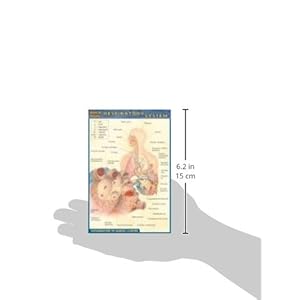 Respiratory System (Quickstudy)