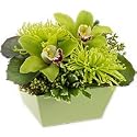 Orchid - Green Day