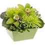 Orchid - Green Day