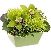 Floral Orchid - Green Day