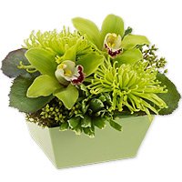 Orchid - Green Day by 