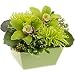 Orchid - Green Day