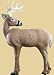 $$ RINEHART BOWHUNTER BUCK TRGT