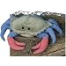 Plush Buster Kohair Blue Crab 9