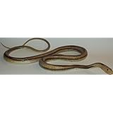 MameJo Lifelike Rubber Replica Yellow Rat Snake 48" Action Figure