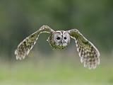 Tawny Owl, Adult in Flight, UK Photographic Poster Print by Mark Hamblin, 12×16