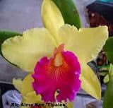 Blc Alma Kee "Tipmala " AM/AOS 311H
