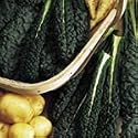 SUTTONS SEEDS: Kale Nero Di Toscana Precoce Seeds (200 seeds)