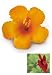 Hawaiian Hair Pick Foam Flower Hibiscus Orange