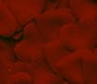 Heart Shaped Silk Rose Petals Wedding Favors Decor - 200 Count - Burgundy