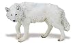 Wild Safari Forest White Wolf