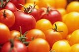 31rYOnIsQeL. SL160  Renees Garden Seeds   Tomato Tricolor Cherry   Garden Candy