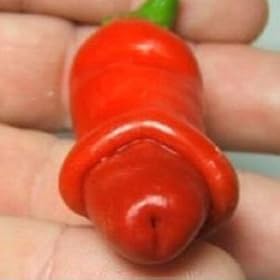 Rude Chilli Seeds - Grow Your Own Chilli Willies!