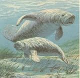 Manatee Stamps, 4 Official Proof Edition Prints