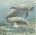 Image: Manatee Stamps, 4 Official Proof Edition Prints