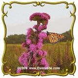 Meadow Blazing Star (Liatris ligulistylis) Jumbo Wildflower Seed Packet (125)