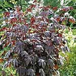Outdoor Living : Alan Titchmarsh Range: Hibiscus Burnished Bronze (1 Pkt - 22 seeds)