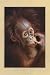 Baby Orangutang Fine Art Print / Poster 24.00 x 36.00 in.