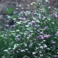 NIGHT SCENTED STOCK - 300 Seeds - Matthiola Bicornis