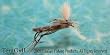 Parachute Hopper
