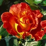 Kletterrose Abendsonne, 1 Stück