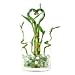 Lucky Bamboo Flirtatious Arrangement