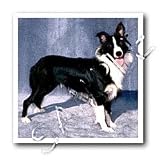 Dogs Border Collie - Border Collie - Iron on Heat Transfers