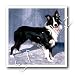 Dogs Border Collie - Border Collie - Iron on Heat Transfers