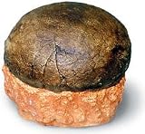 Hadrosaur Egg