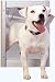 Pet Supplies : Pet Product AF50-201-11 Classic Pet Door - Extra Large/Satin
