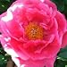 Peony 