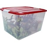 Iris Holiday Box with Buckle-Up Lid - Set of 2 (Clear/Red) (6.25