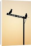 Canvas Prints of (Bohemian) Waxwing - silhouette of two birds on a house aerial from Ardea Wildlife Pets