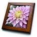 Painted Pink Dahlia Flower- Floral Art - 8x8 Framed Tile