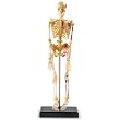 Learning Resources Human Skeleton Anatomy Model