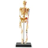 Learning Resources Human Skeleton Anatomy Model
