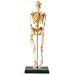 Learning Resources Human Skeleton Anatomy Model