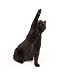Black Cat Swings Its Paw While Playing - 24