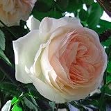 �s�G�[�� �h�D �����T�[���s�o���c�t��o���y12����{�`���������z