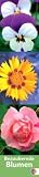 Blumen Langplaner 2011